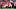 New England Patriots wide receiver Kyle Williams New England Patriots wide receiver Kyle Williams