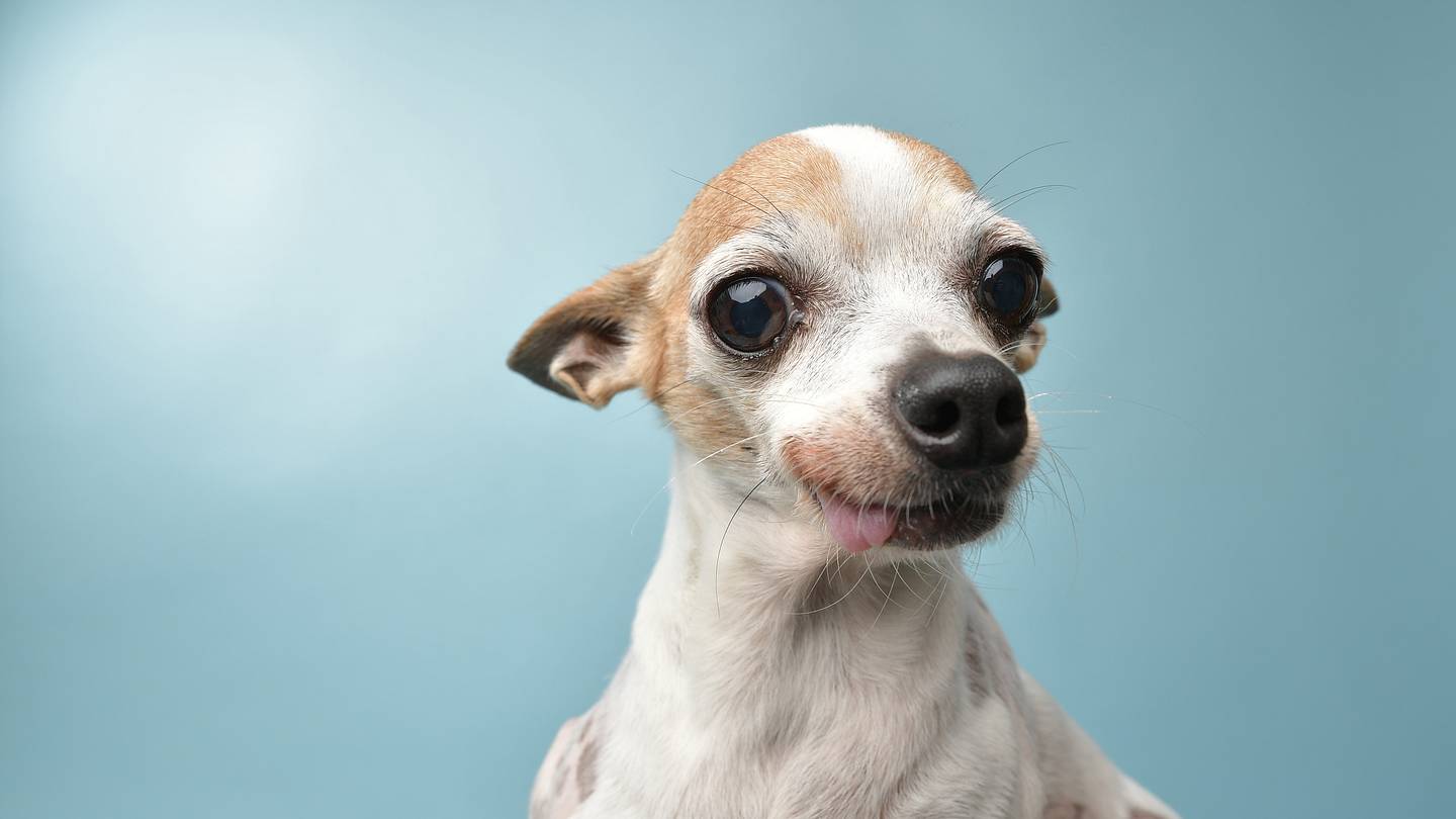 10 Facts About Chihuahuas