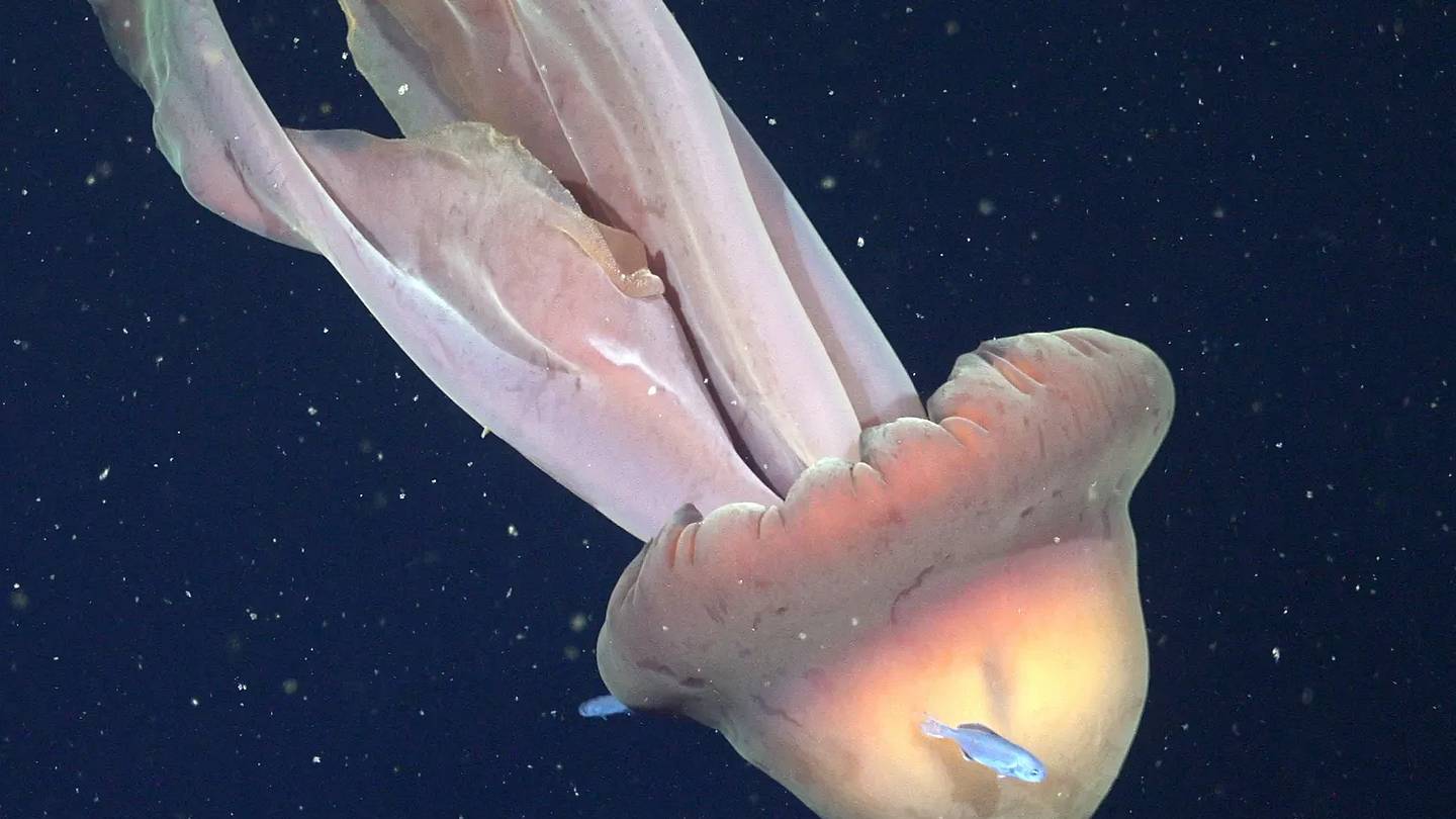 5 Rare Deep-Sea Creatures You Wonât Believe Exist