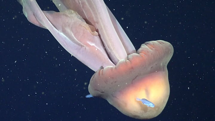 A Stygiomedusa gigantea, commonly known as the giant phantom jelly, spotted during a recent deep-sea expedition.