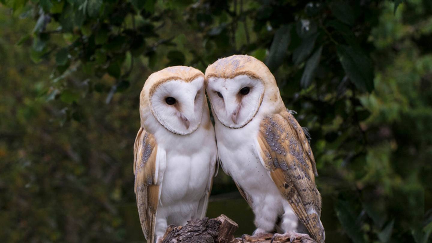 10 Monogamous Animals That Just Want To Settle Down