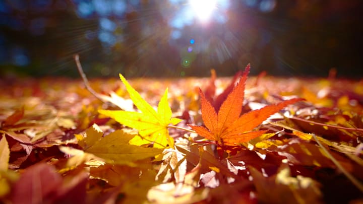 Raking leaves is annoying—and totally unnecessary.