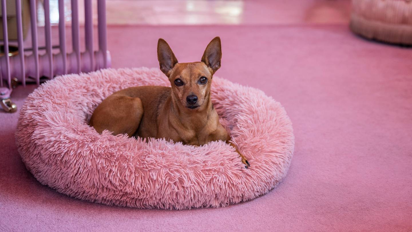 Why Do Dogs Scratch Their Beds Before Lying Down?
