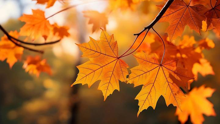 Autumn background with maple leaves. Colorful foliage