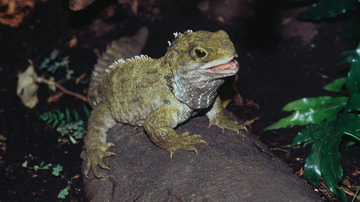 A young tuatara on Stephens Island, New Zealand A young tuatara on Stephens Island, New Zealand