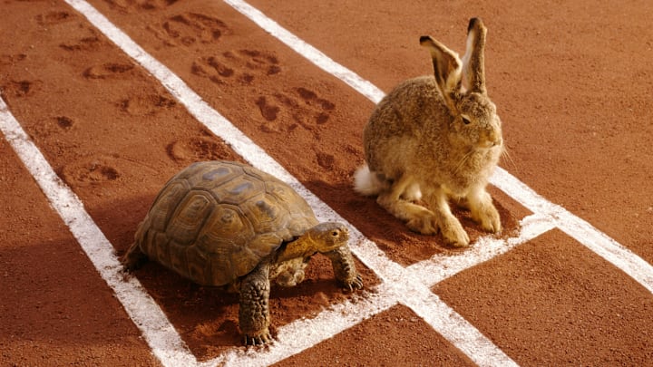 The “Tortoise and the Hare“ is a popular fable.