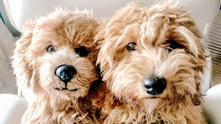 Get a stuffed animal of your pet deals