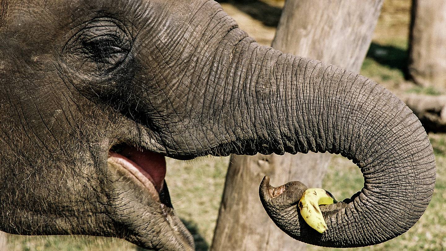 Elephant Recorded Peeling a Banana With Its Trunk for the First Time