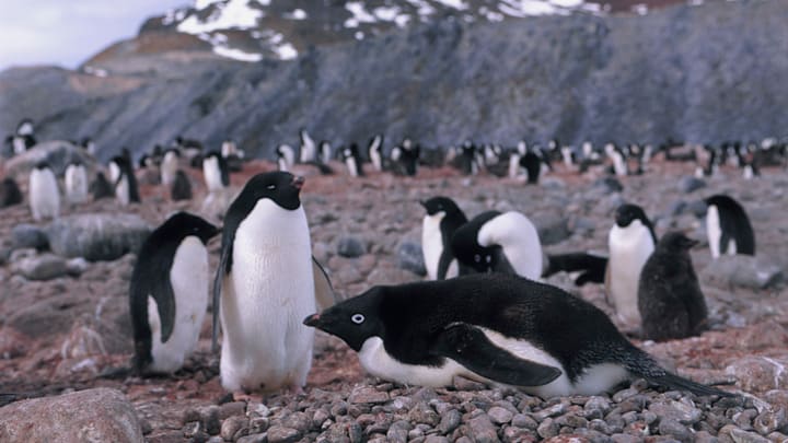 Adélie penguins chilling in Antarctica.