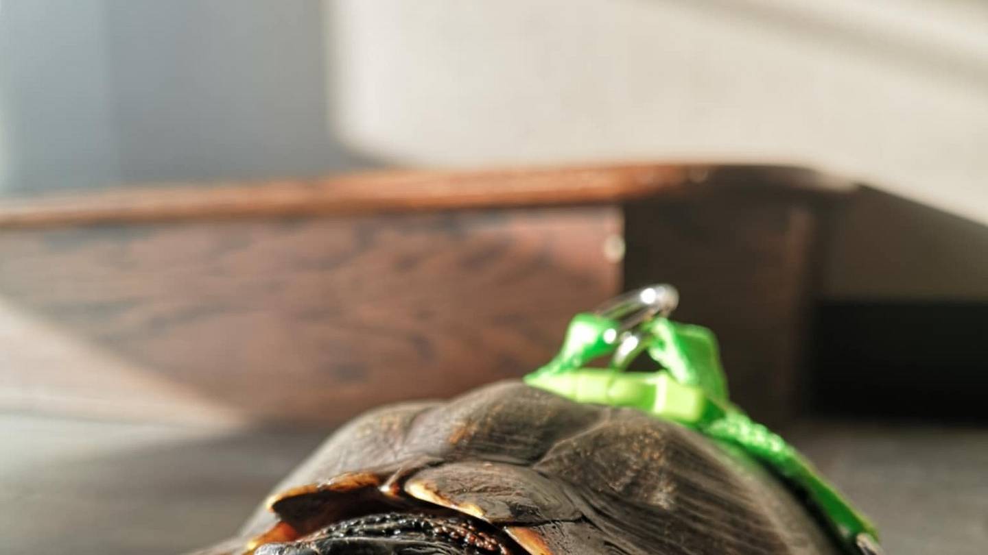 Canadian Museum Builds LEGO Mobility Device for Its Three-Footed Resident Turtle