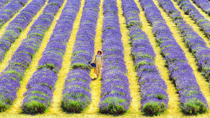 Mayfield Lavender Farm