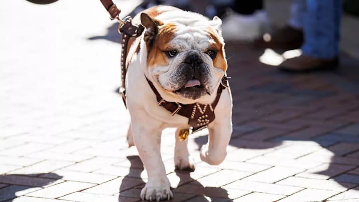 Mississippi State Live Mascot Bully XXII during the game between the Missouri Tigers and the Mississippi State Bulldogs at Davis Wade Stadium at Scott Field in Starkville, MS. Mississippi State Live Mascot Bully XXII during the game between the Missouri Tigers and the Mississippi State Bulldogs at Davis Wade Stadium at Scott Field in Starkville, MS.