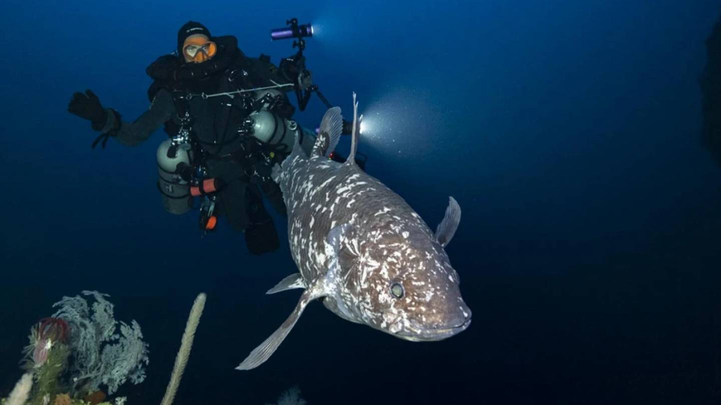 Rare Coelacanth Filmed Swimming in Indonesian Depths