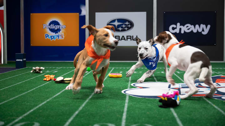 PUPPY BOWL XVII. Image courtesy Animal Planet / Elias Weiss Friedman