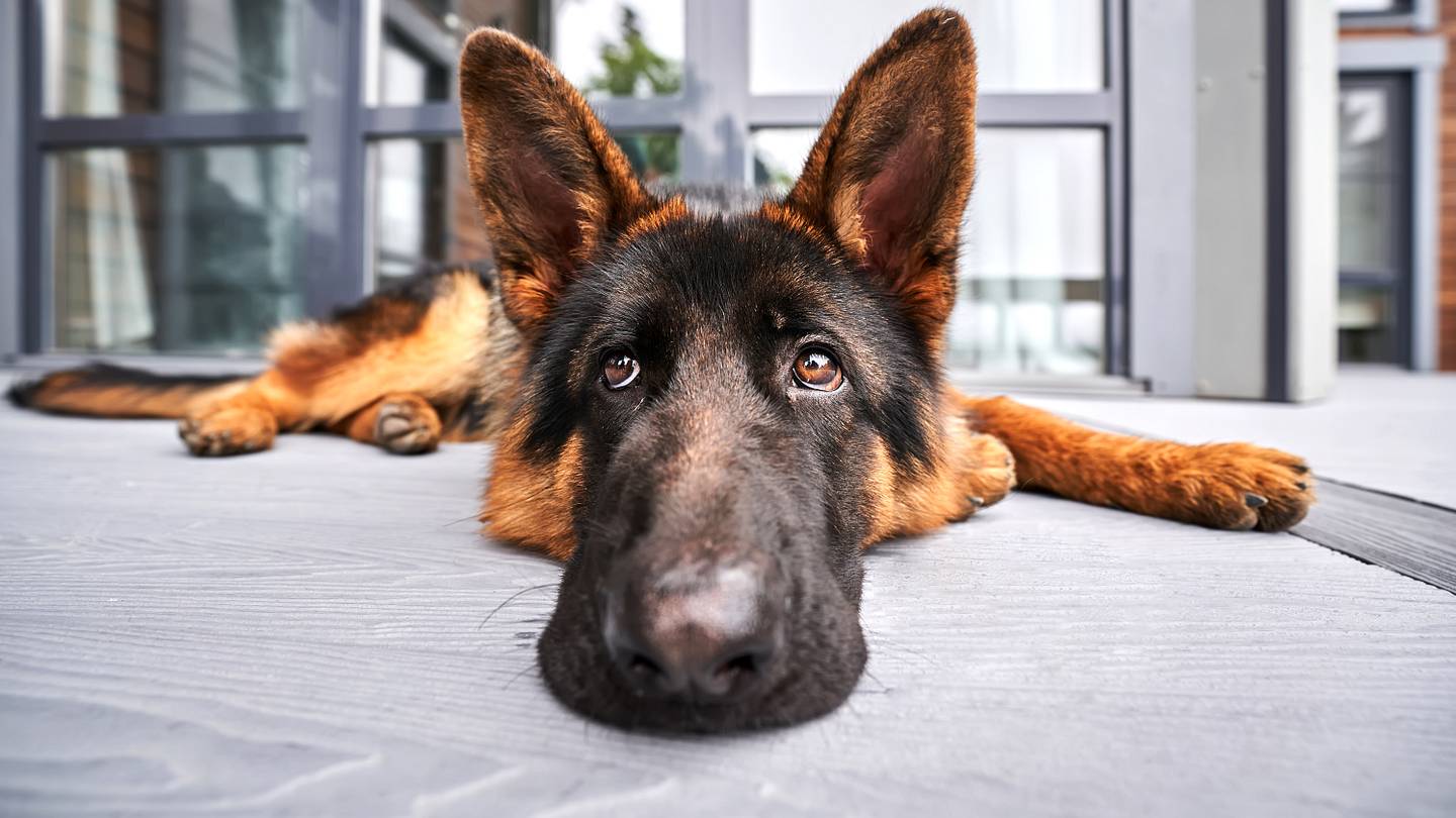 Family Wakes Up to Missing Dog Ringing Their Doorbell on Christmas Eve