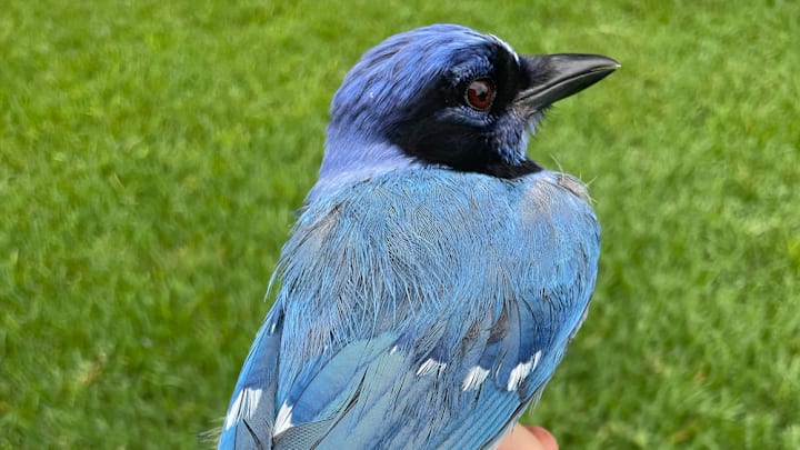 It kinda looks like a blue jay, but it‘s a hybrid.