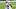 New England Patriots linebacker Jack Gibbens