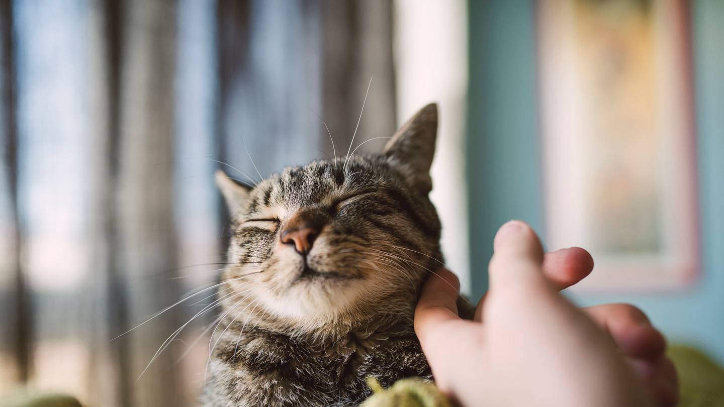 10 Science-Backed Tips for Getting a Cat to Like You