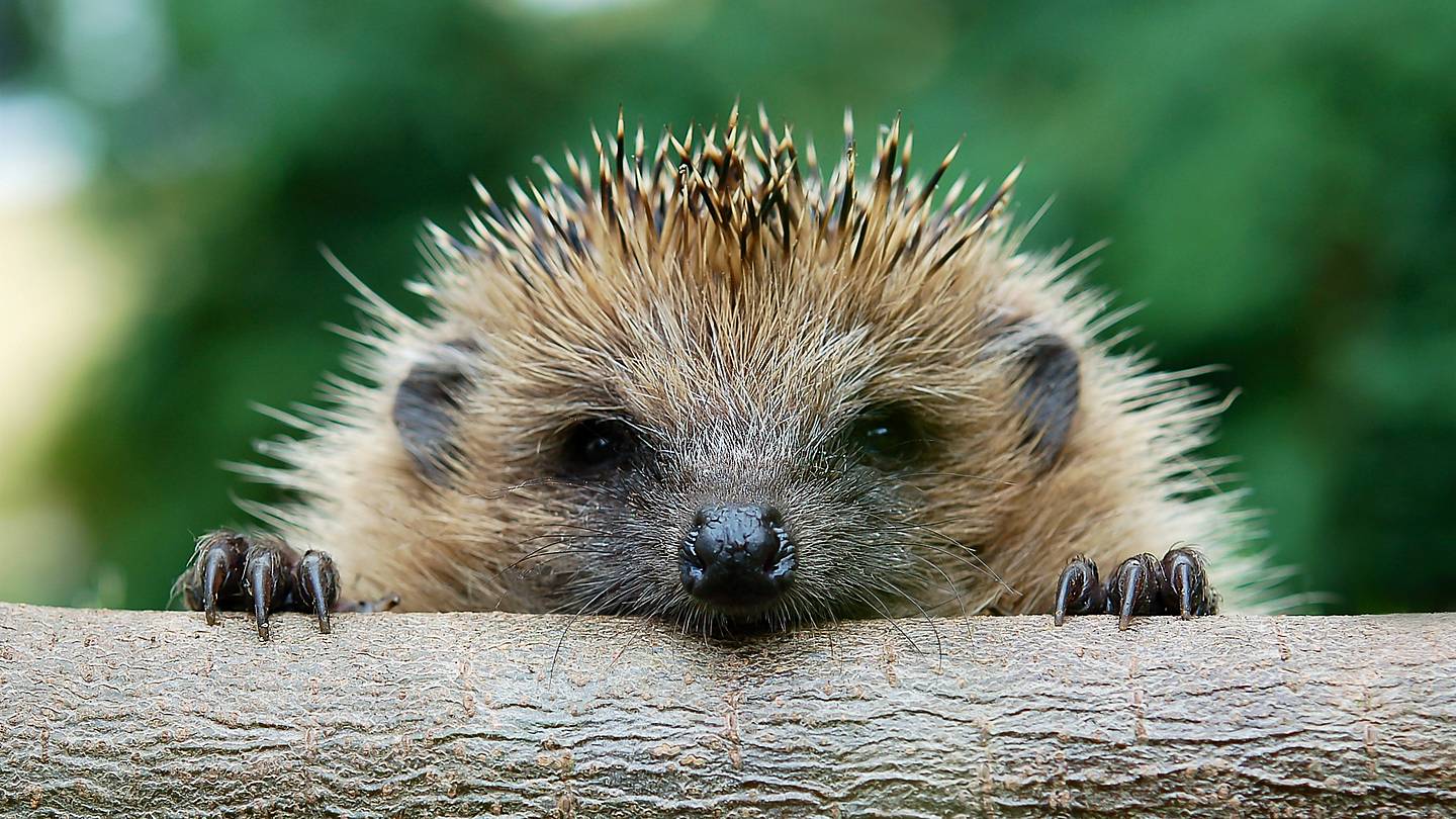 16 Fun Facts About Hedgehogs