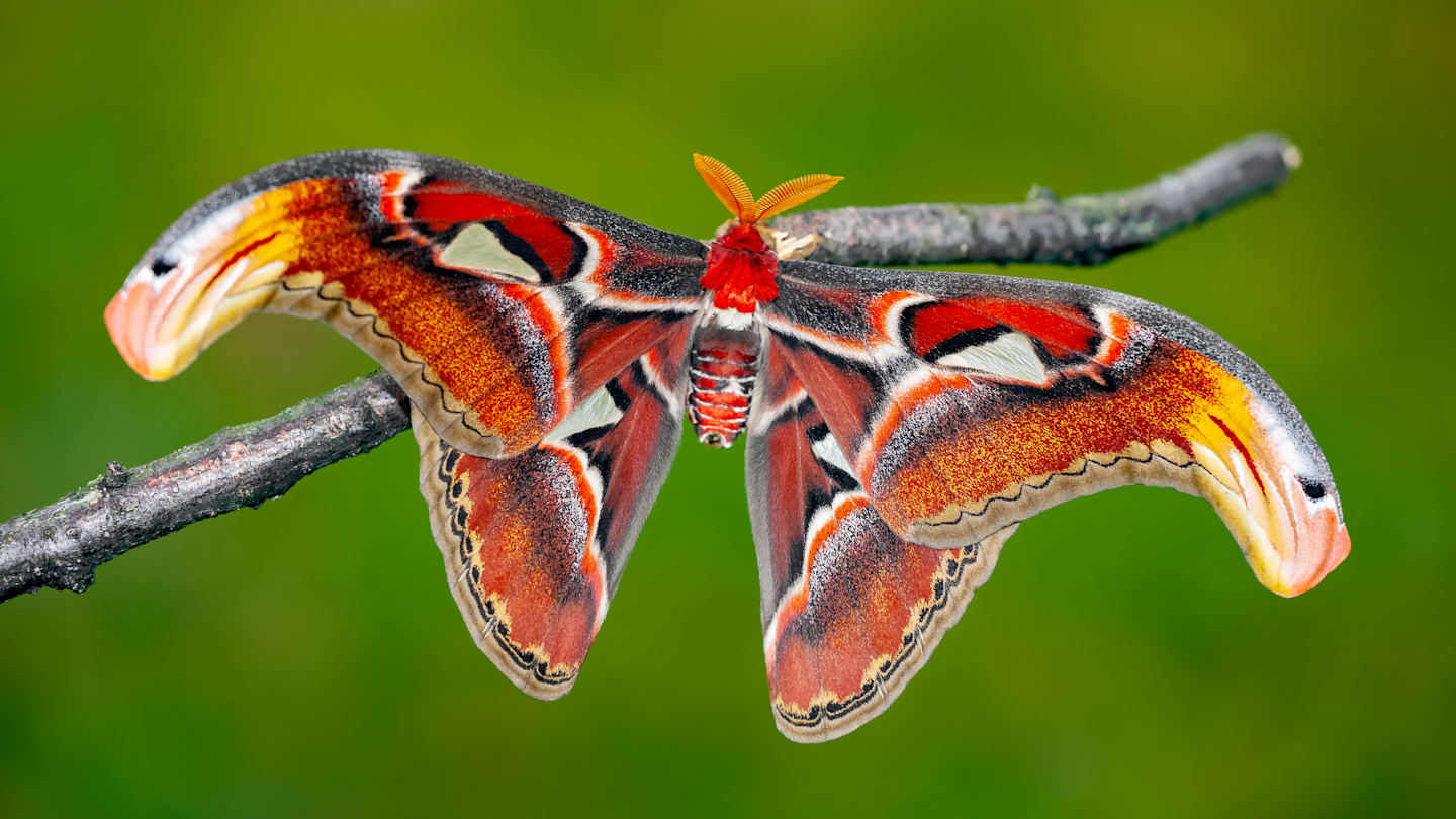 5 Awesome Facts About the Atlas Moth
