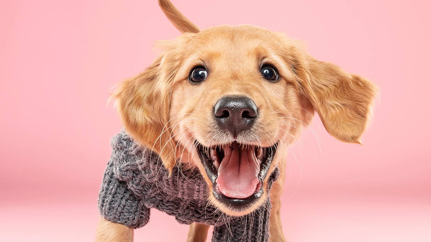 10 Facts About the Golden Retriever