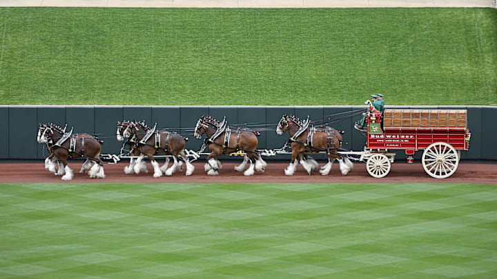 Apr 4, 2024; St. Louis, Missouri, USA;  A general view as the Budweiser Clydesdales trot around the warning track before the St. Louis Cardinals home opener against the Miami Marlins at Busch Stadium. Jeff Curry-Imagn Images