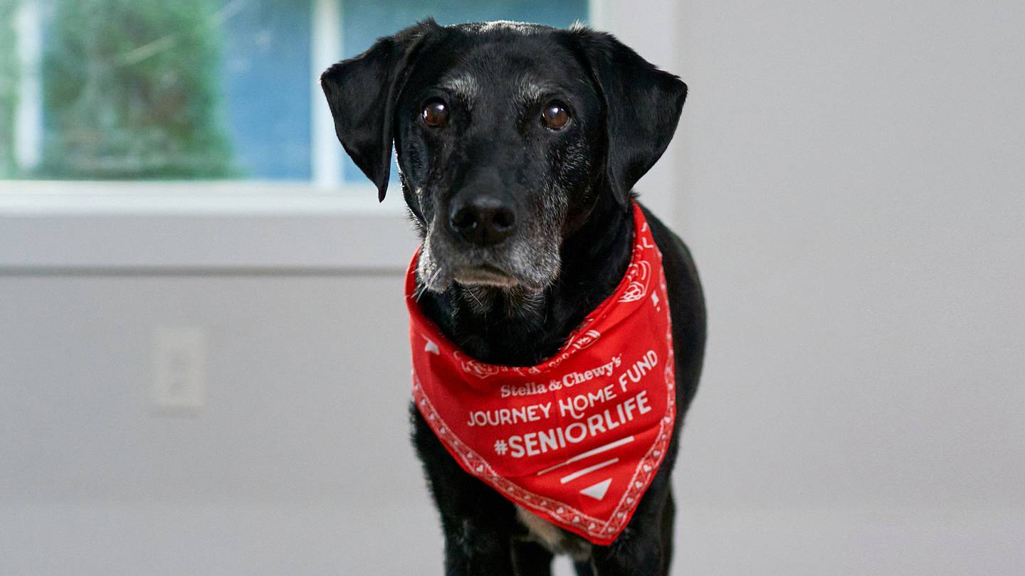 Adopting an Older Pet? This Pet Food Company Will Help You Cover the Fees