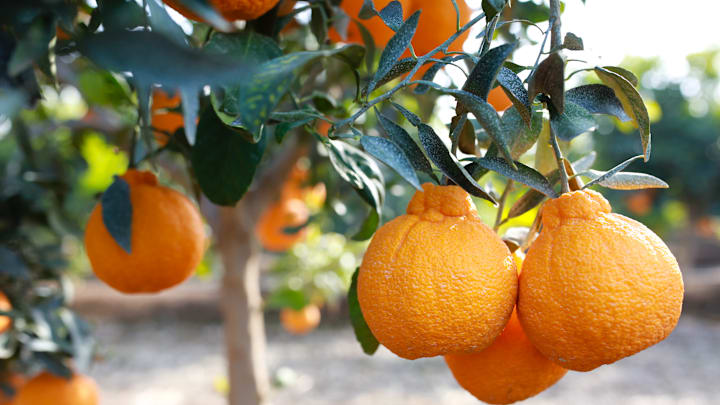 Sumo Citrus hanging on a tree