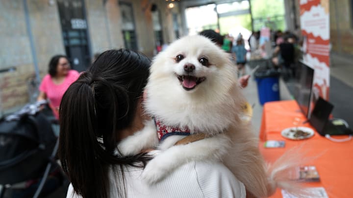 Dog Festival in Toronto