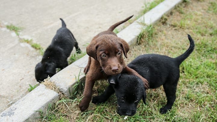 Military working dogs in Turkey's Bursa