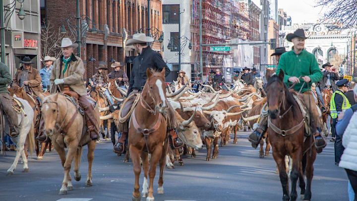 National Western Stock Show Cattle Drive