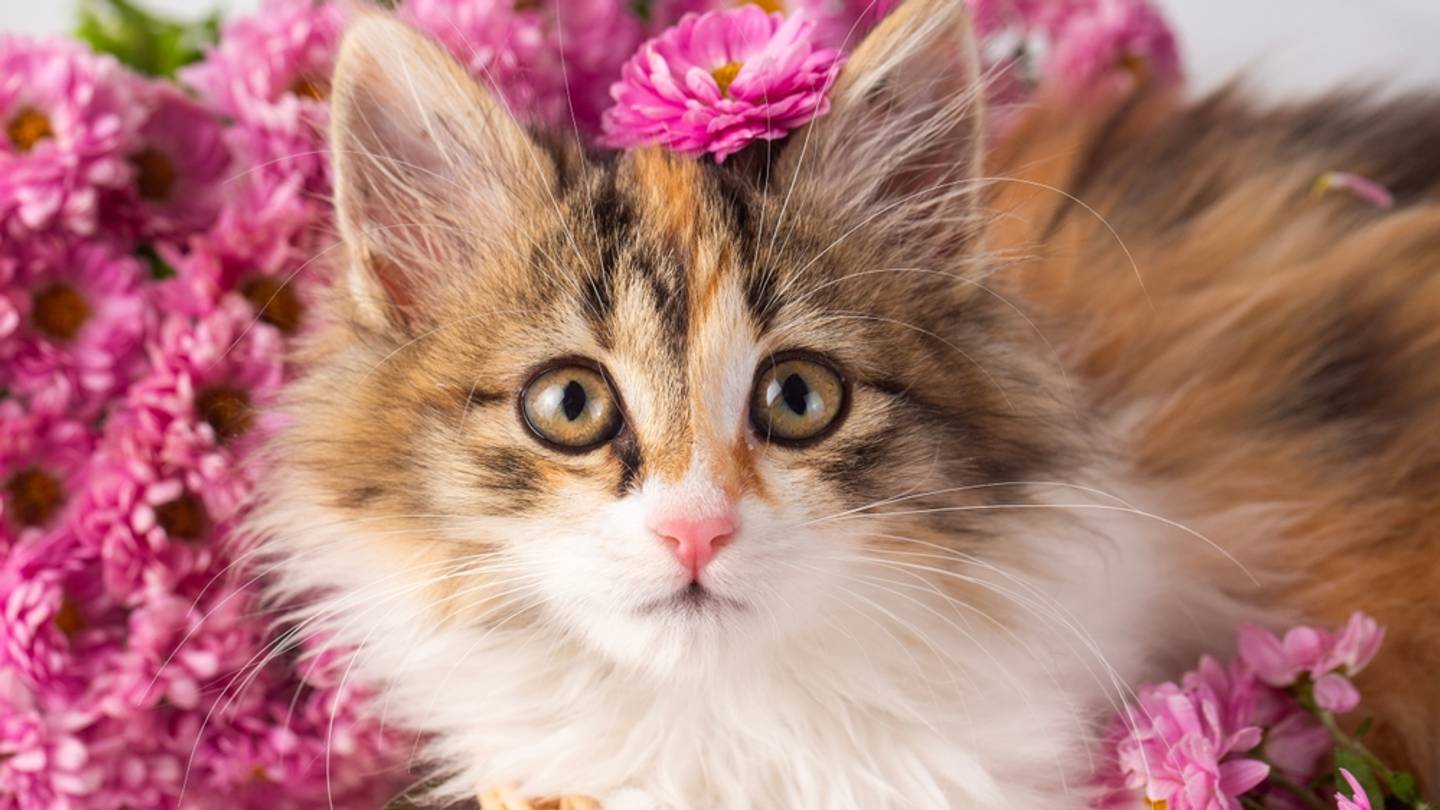 20 Common Cat Behaviors, Explained