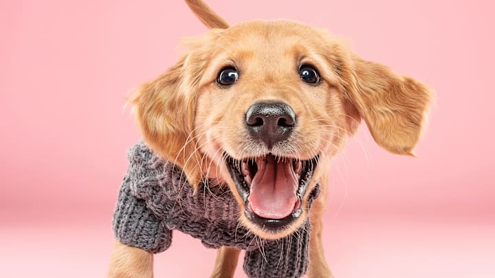 Golden retrievers are one of the most beloved dog breeds.