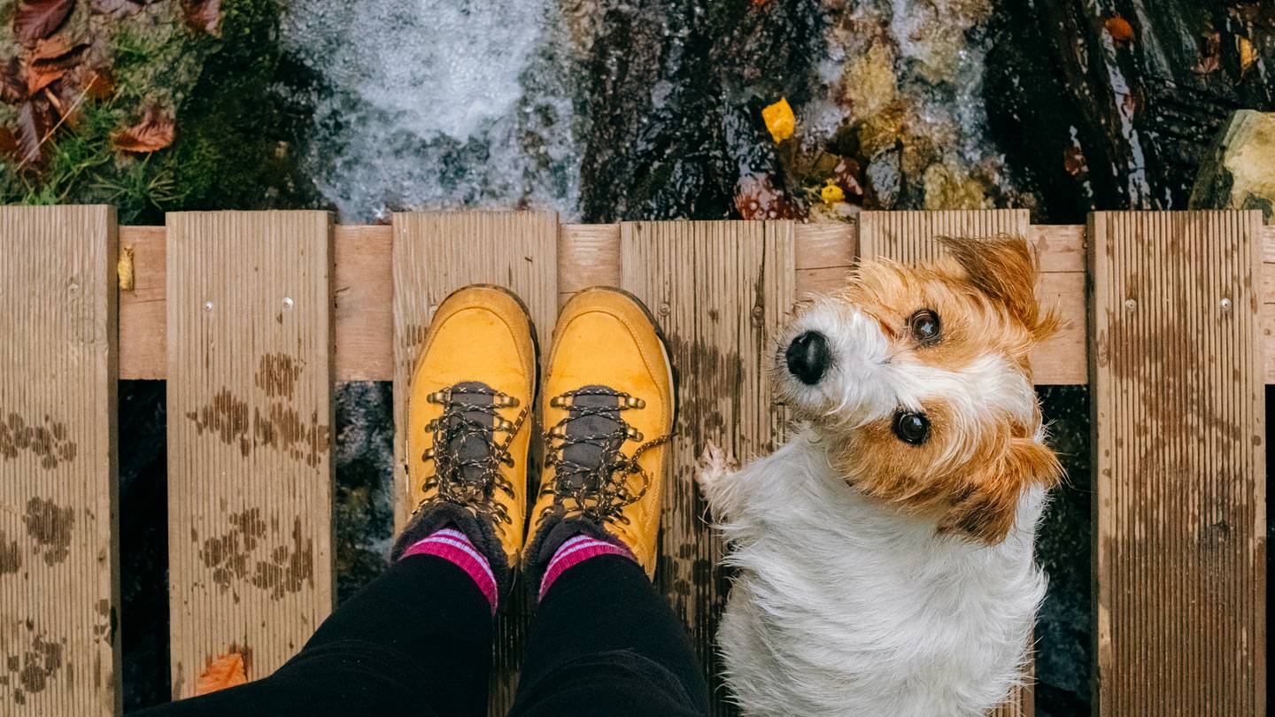 Want to Safely Hike With Your Dog? Consider These 6 Tips From an Expert Dog Trainer