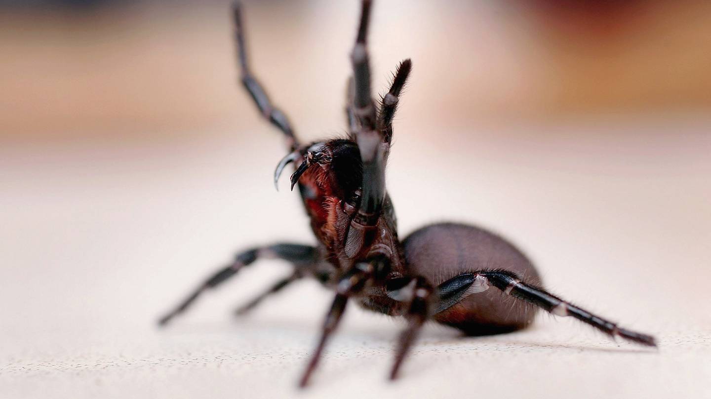 An Australian Zoo Needs Help Collecting Deadly Spiders and Their Eggs
