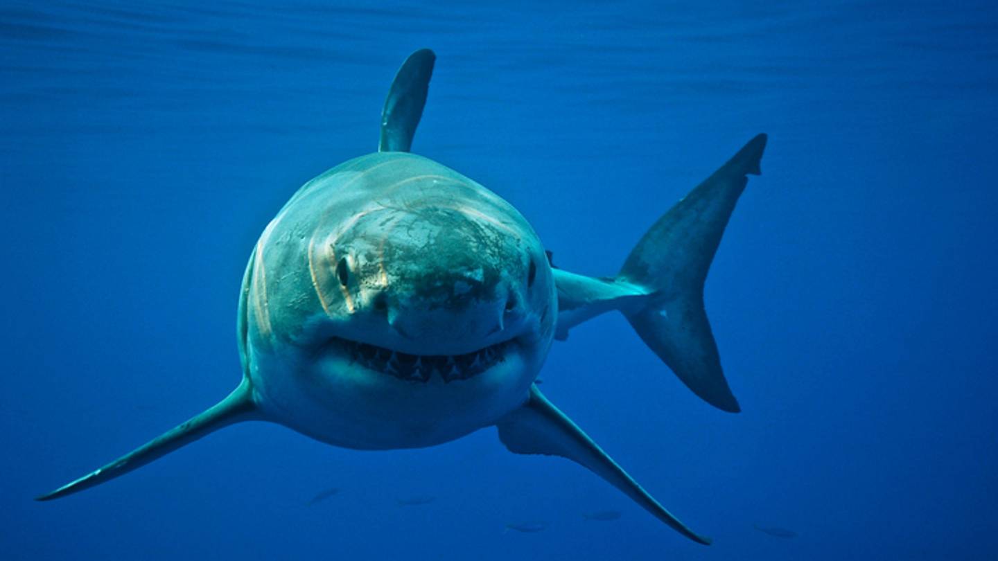 Why Don't You See Great White Sharks in Aquariums?