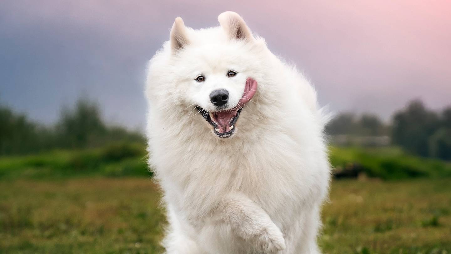 10 Facts About the Samoyed