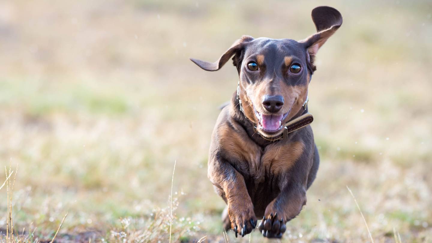 âImpossible to Catchâ Dachshund Lost in the Wilderness for 529 Days Is Finally Rescued