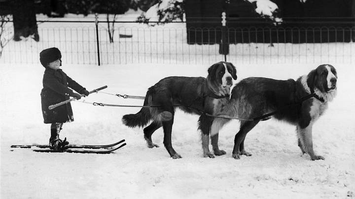 Team Of Saint Bernard In Lake Placid In Usa, In 1926 Team Of Saint Bernard In Lake Placid In Usa, In 1926