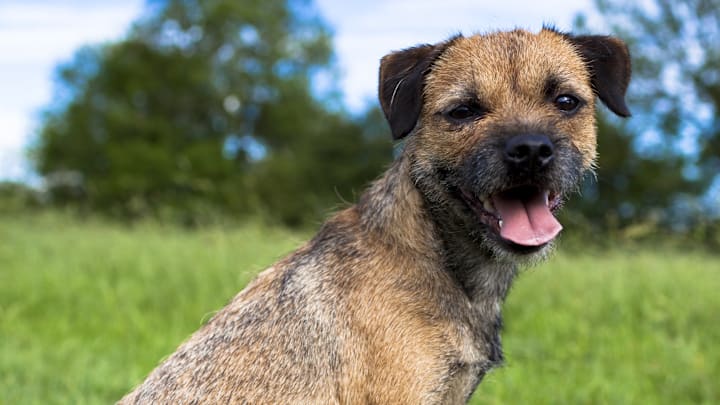 Border Terrier in a grassy field