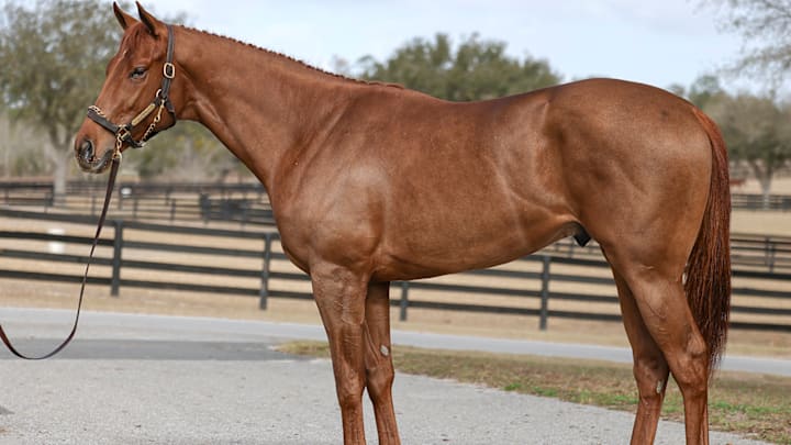 Thoroughbred Two-Year-old-In-Training Sale