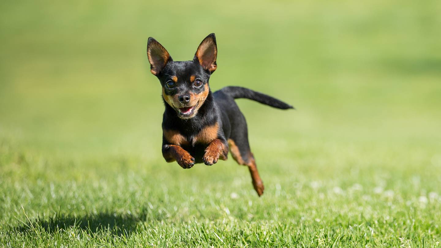The 15 Longest-Living Dog Breeds