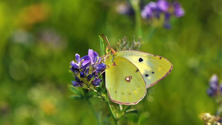 Yellow butterfly on purple flower against green background Yellow butterfly on purple flower against green background