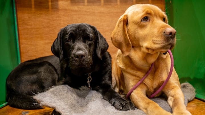 Crufts 2022 - Day Four