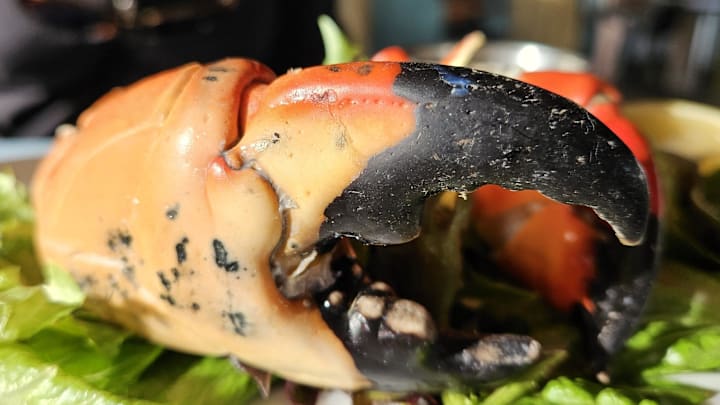 A large stone crab claw at Swordfish Grill in Cortez photographed Oct. 16, 2023.