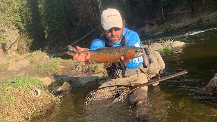 A healthy rainbow trout caught in a Colorado tailwater A healthy rainbow trout caught in a Colorado tailwater