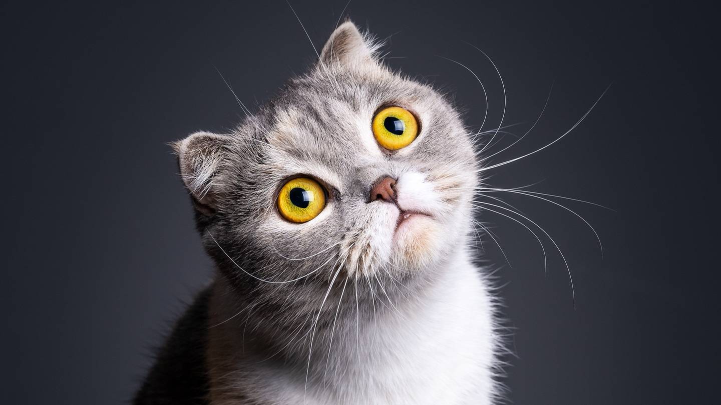 The Origins of 15 Fascinating Cat Breeds