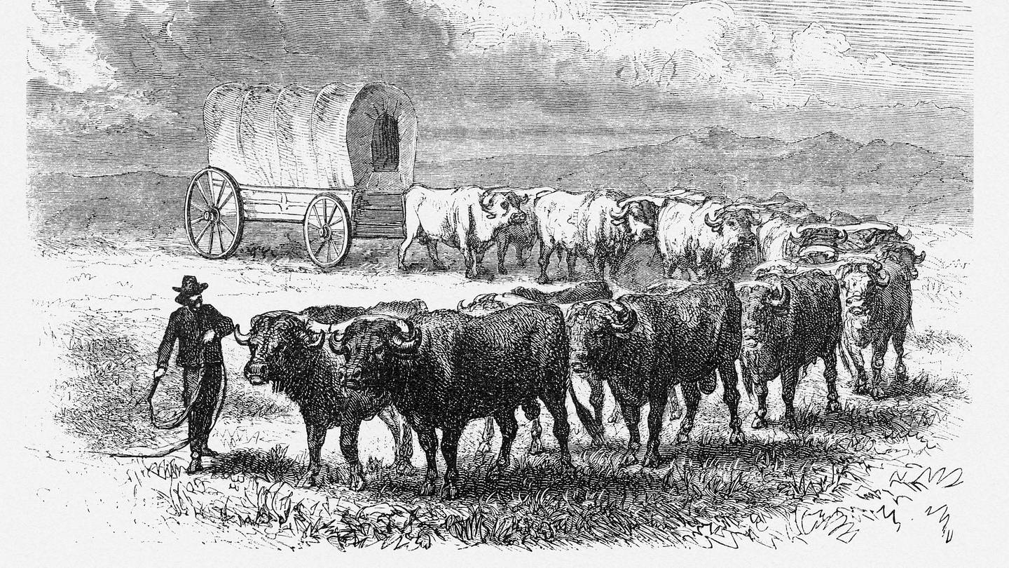 Why So Many Pioneer Families Chose Oxen Over Horses