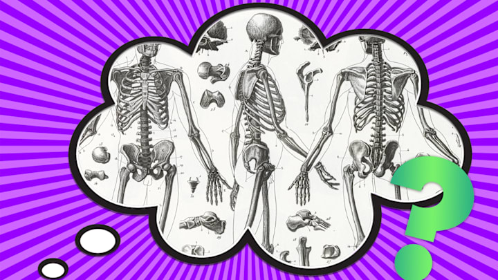 An illustration of human skeletons from an 1851 encyclopedia.