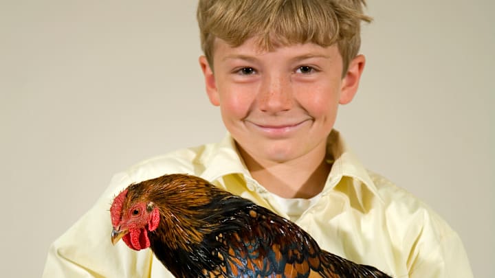A Boy And His Chicken